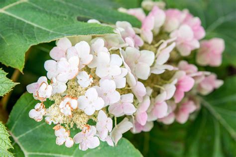 Hydrangeas are popular shrubs with colorful flowers that bloom through summer and into fall. They usually bloom in shades of blue, purple, and pink, with some selections in white, green, or red. Most …